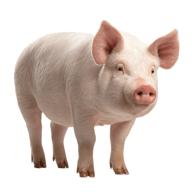 Porc Braisé